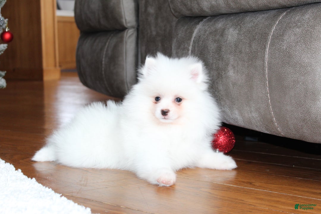 Pomeranian dogs for sale: Emerson - Ad 12