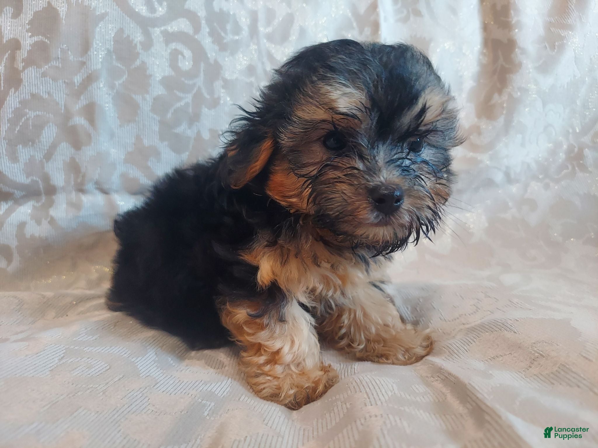 Maltipoo dogs for sale: Maltipoo 1 - Ad 1