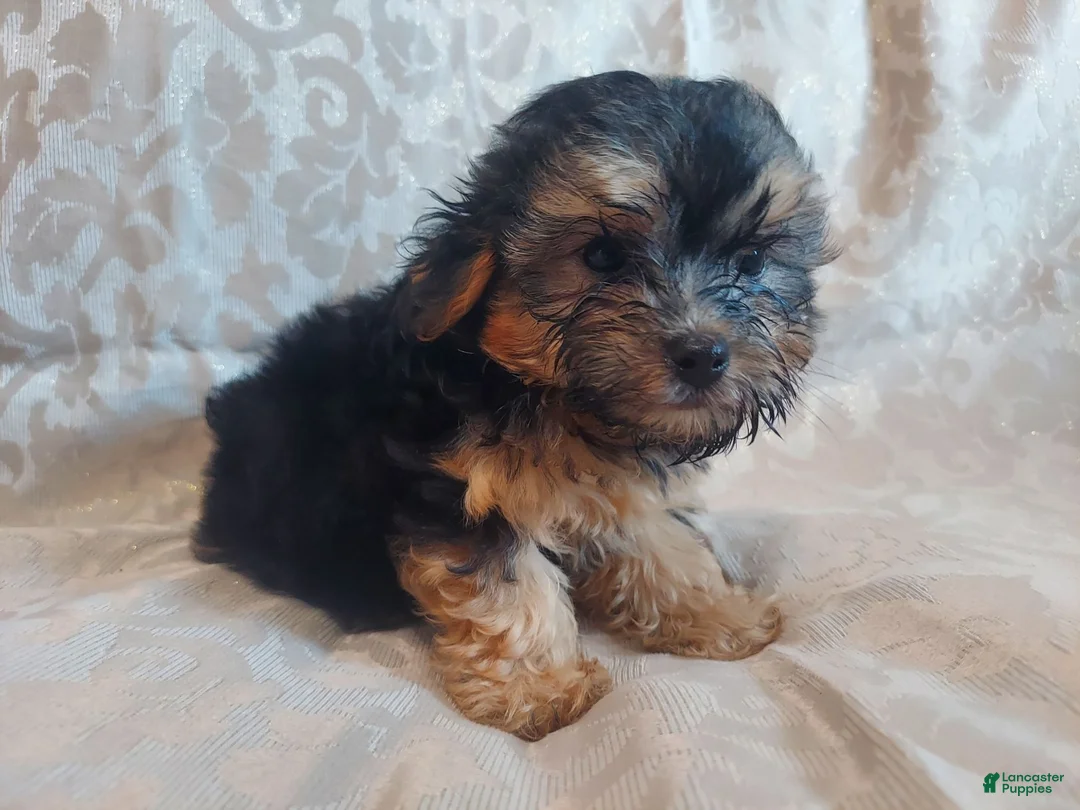 Maltipoo dogs for sale: Maltipoo 1 - Ad 1