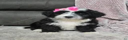 Mini Bernedoodle dogs for sale: Mini Wendy - Ad 1