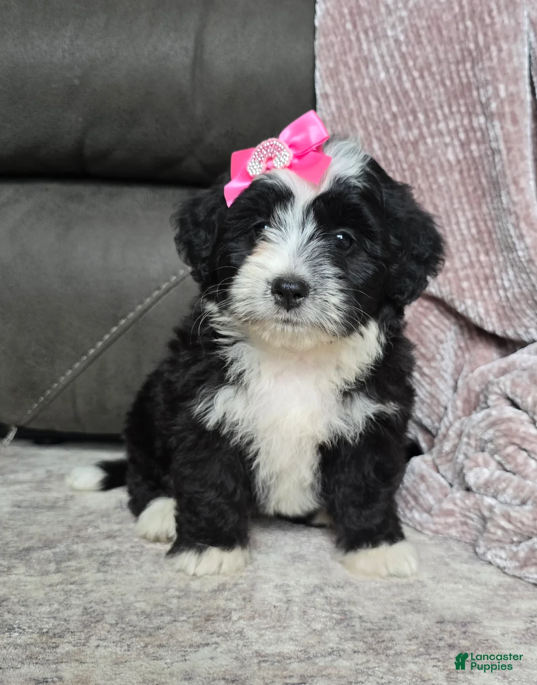 Mini Bernedoodle dogs for sale: Mini Wendy - Ad 1