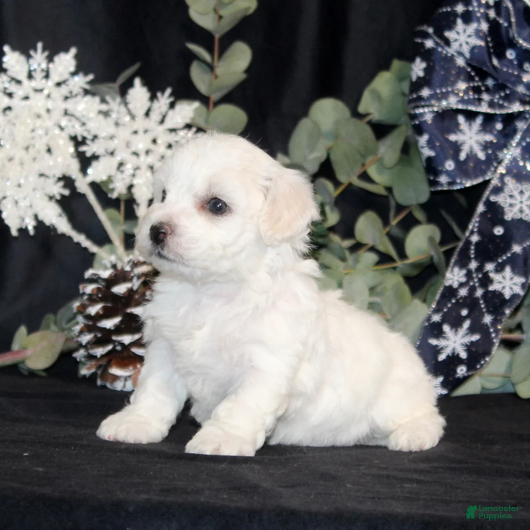 Bichon Frise dogs for sale: Vonny - Ad 8