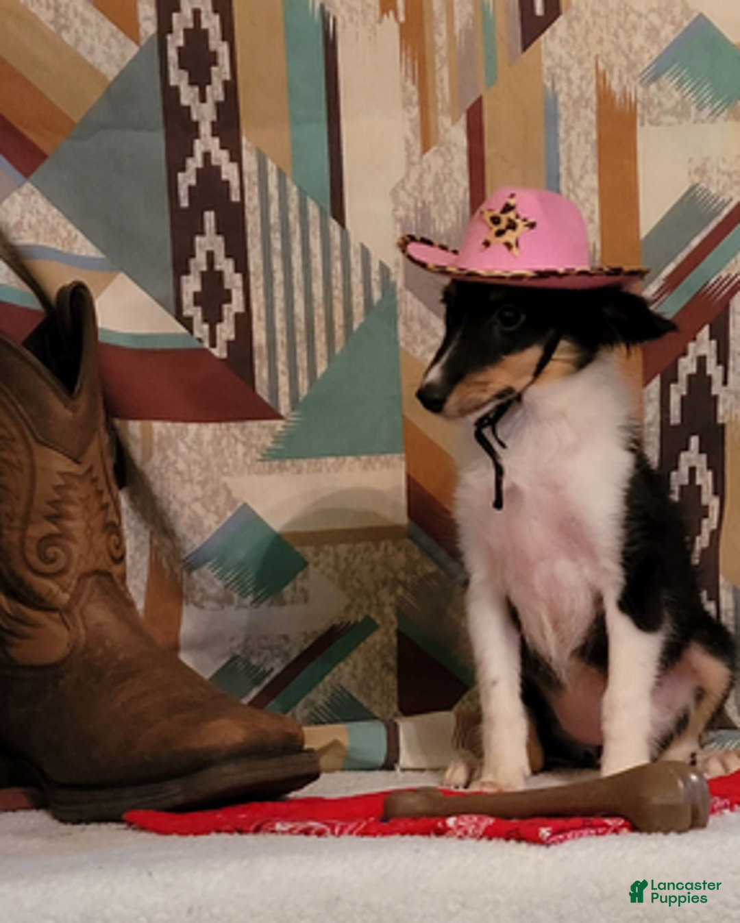 Shetland Sheepdog dogs for sale: Fancy - Ad 1