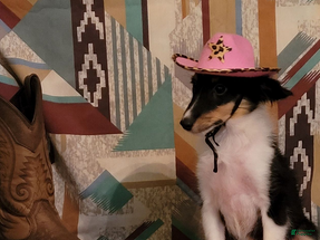 Shetland Sheepdog dogs Fancy - Ad 6