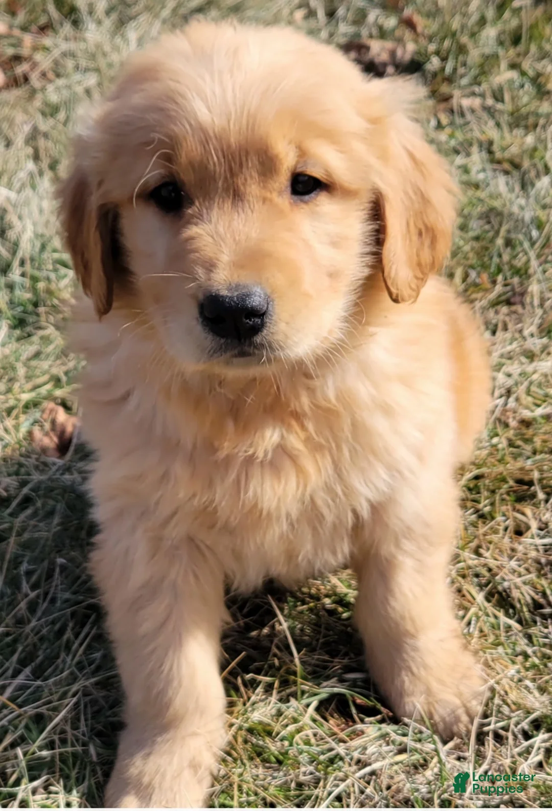 Golden Retriever dogs for sale: Dandelion  - Ad 2