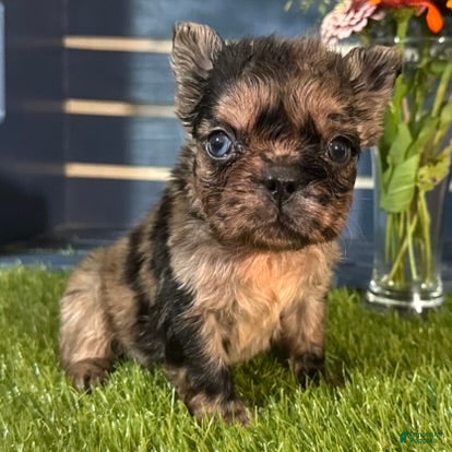 French Bulldog dogs Harper - Ad 1