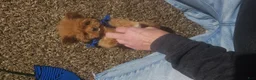 Cavapoo dogs for sale: Pickles - Ad 5
