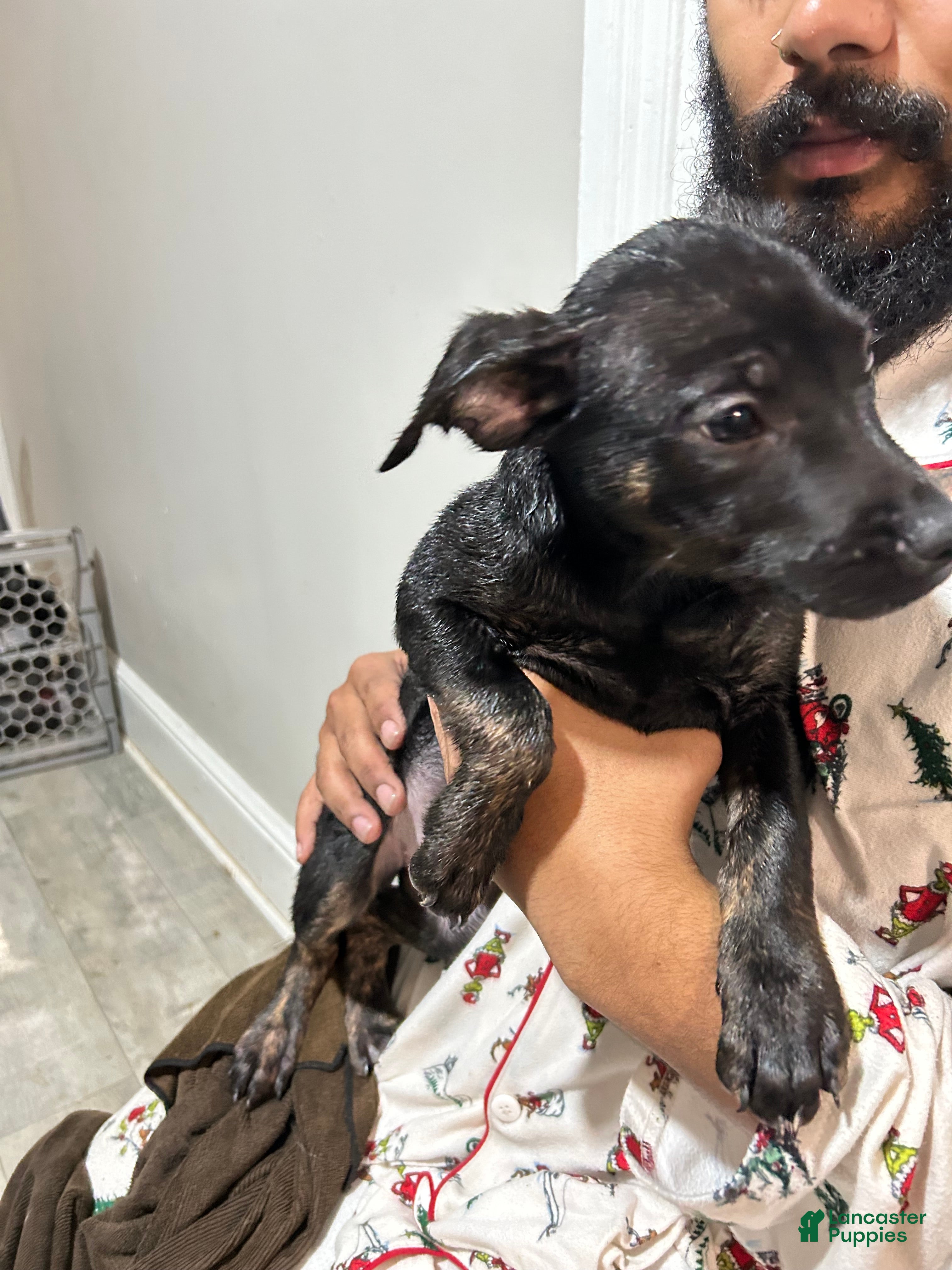 Mixed Breed dogs Mixed Breed Puppy 5 - Ad 37