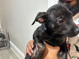 Mixed Breed dogs Mixed Breed Puppy 5 - Ad 6