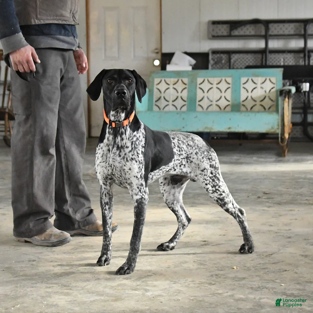 German Shorthaired Pointer dogs for sale: Freya - Ad 6