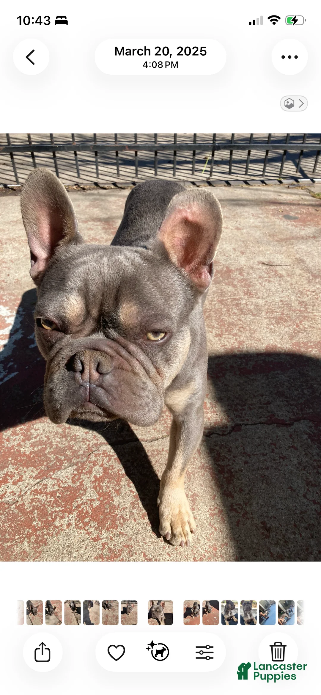 French Bulldog dogs for sale: Jack - Ad 2