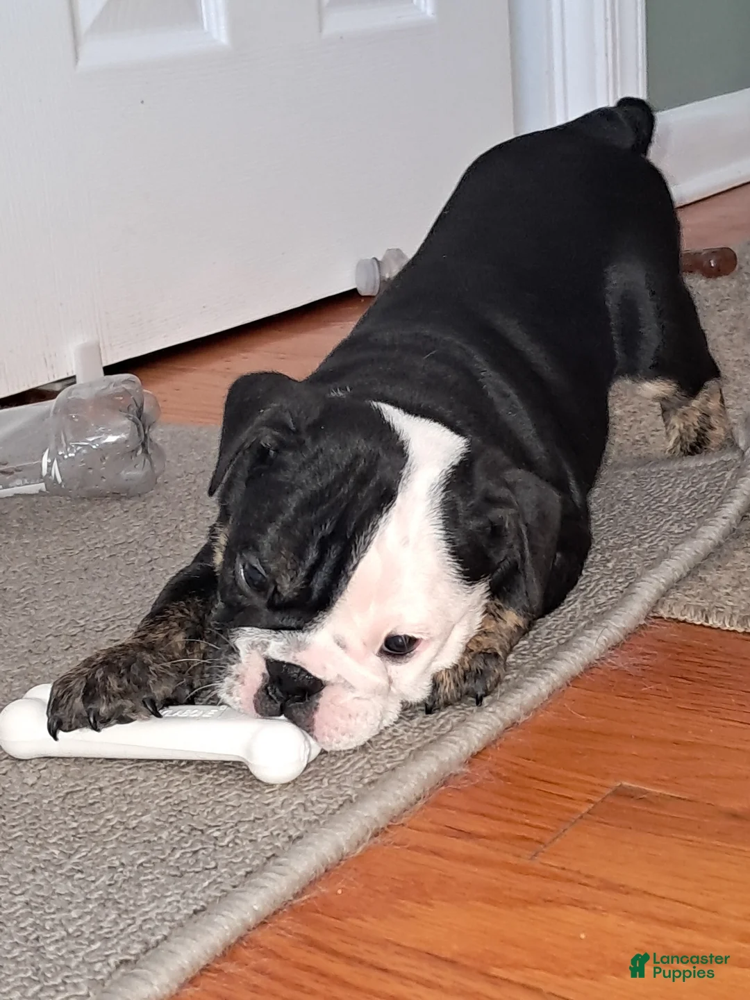 English Bulldog dogs for sale: LEO - Ad 3