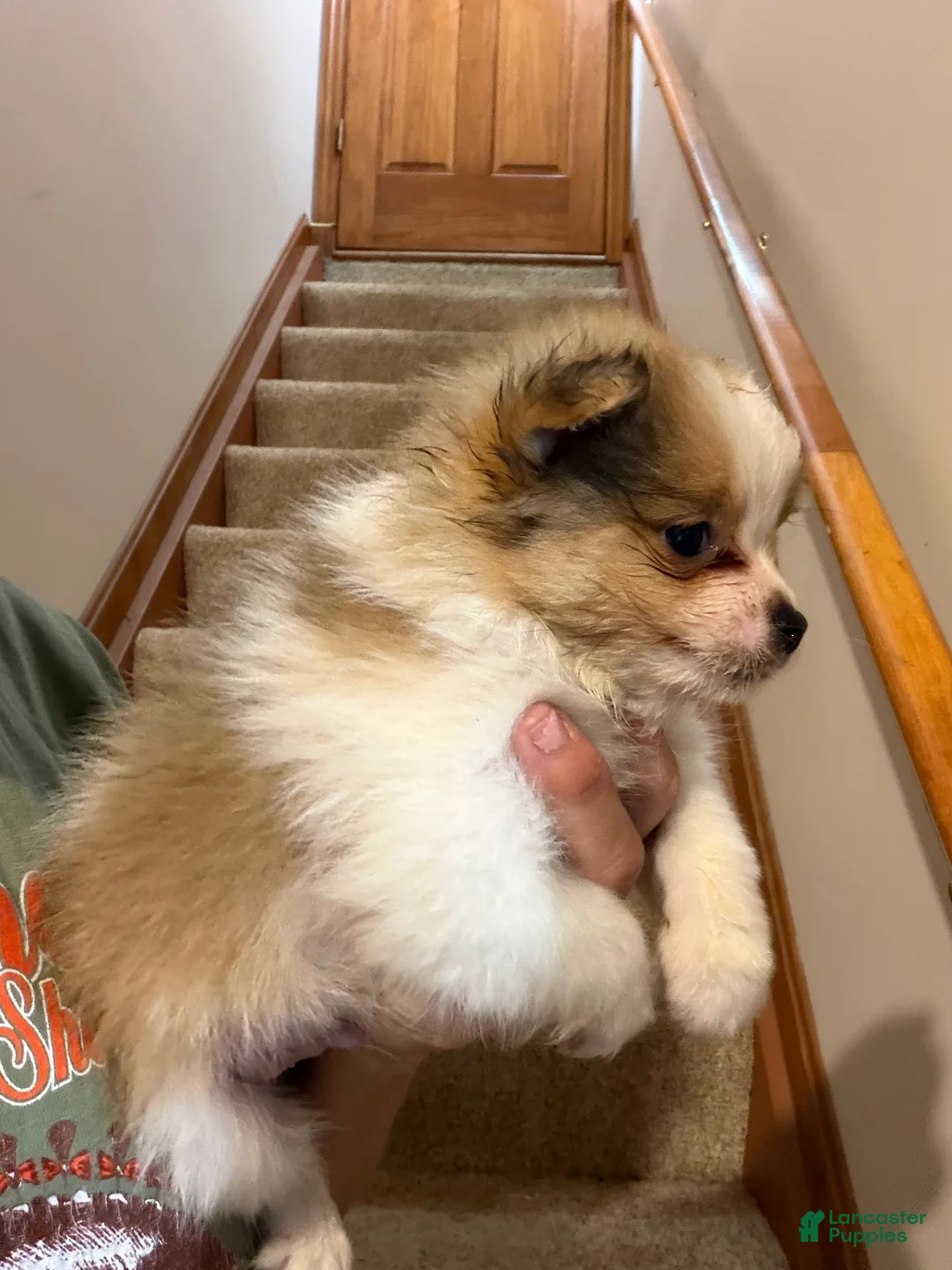 Pomeranian dogs for sale: Jace - Ad 2