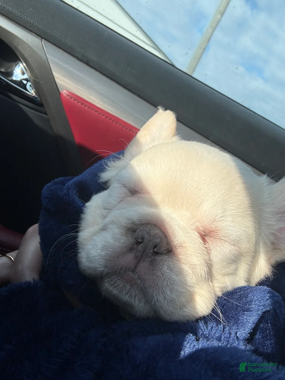 French Bulldog dogs for sale: Mini French Bulldog Puppy!  Fluffy!  Platinum!  - Ad 5