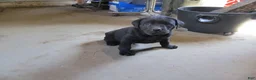 Labrador Retriever dogs for sale: Labrador Retriever Puppy 2 - Ad 6