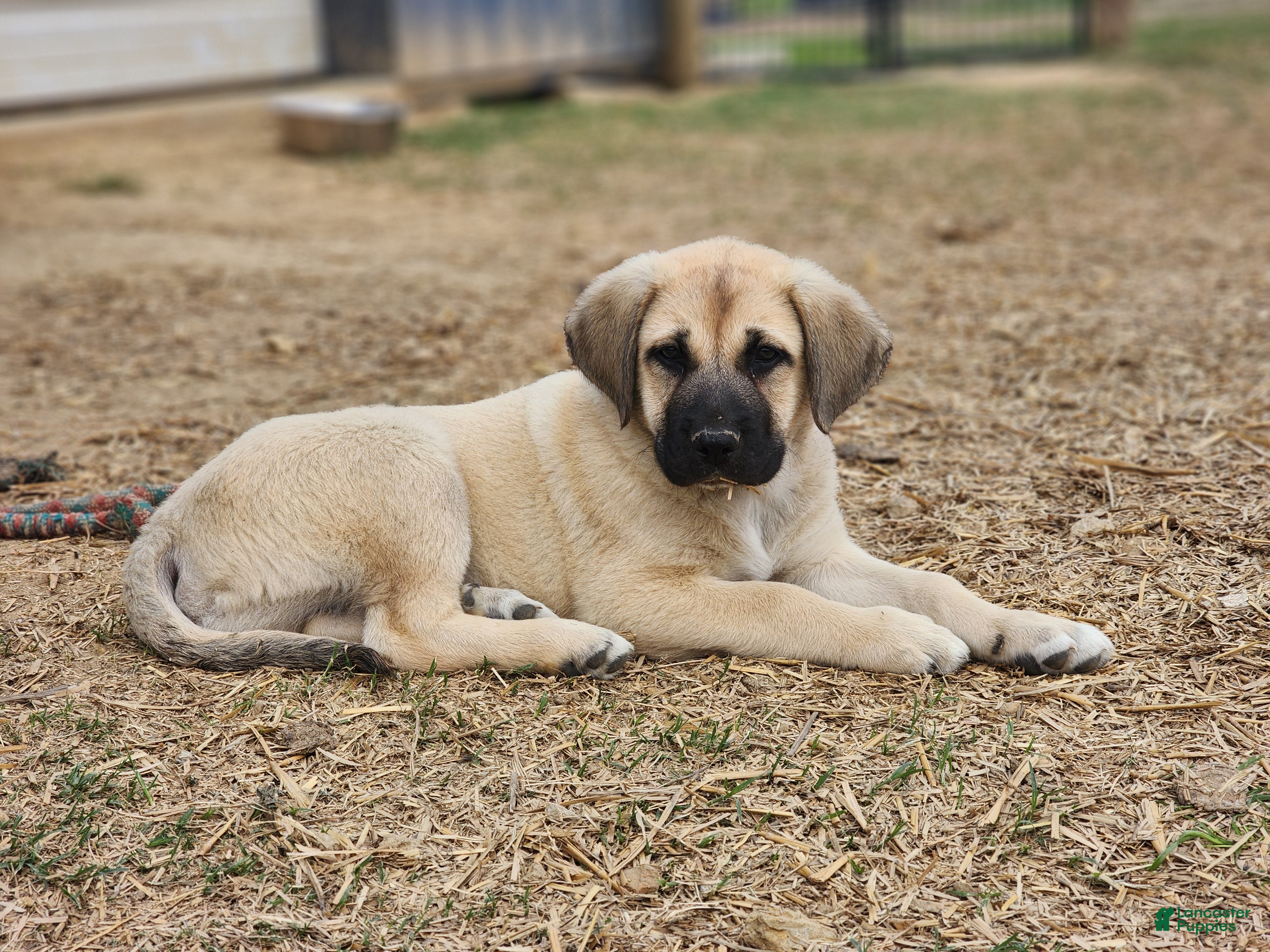Anatolian Shepherd dogs AKC Blue M1 ASD puppy - Ad 1