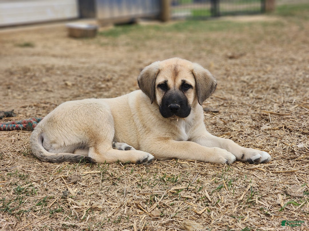 Anatolian Shepherd dogs for sale: AKC Blue M1 ASD puppy - Ad 1
