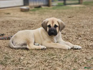 Anatolian Shepherd dogs AKC Blue M1 ASD puppy - Ad 2