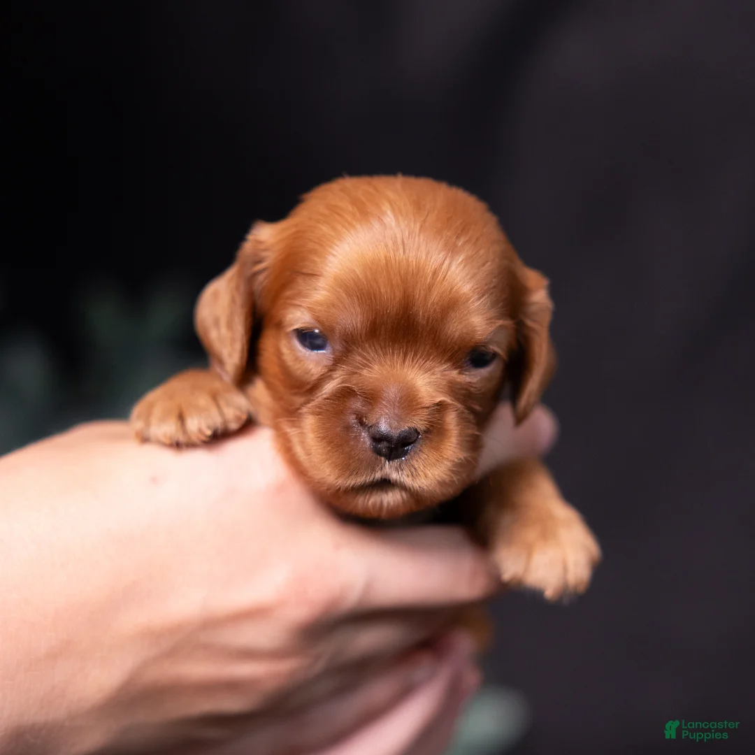 Cavalier King Charles Spaniel dogs for sale: Aristotle - Ad 1
