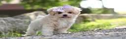 Maltipoo dogs for sale: Poppie - Ad 2