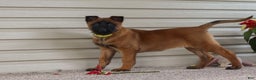 Belgian Malinois dogs for sale: Ginger - Ad 16