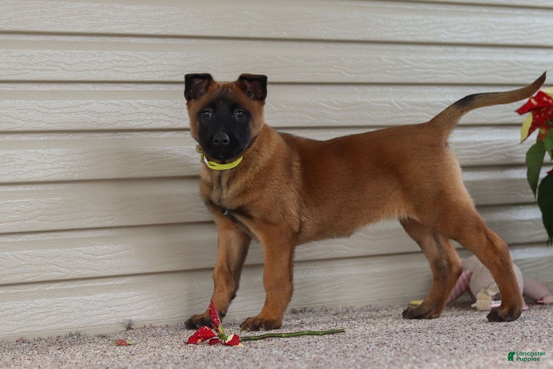 Belgian Malinois dogs for sale: Ginger - Ad 16