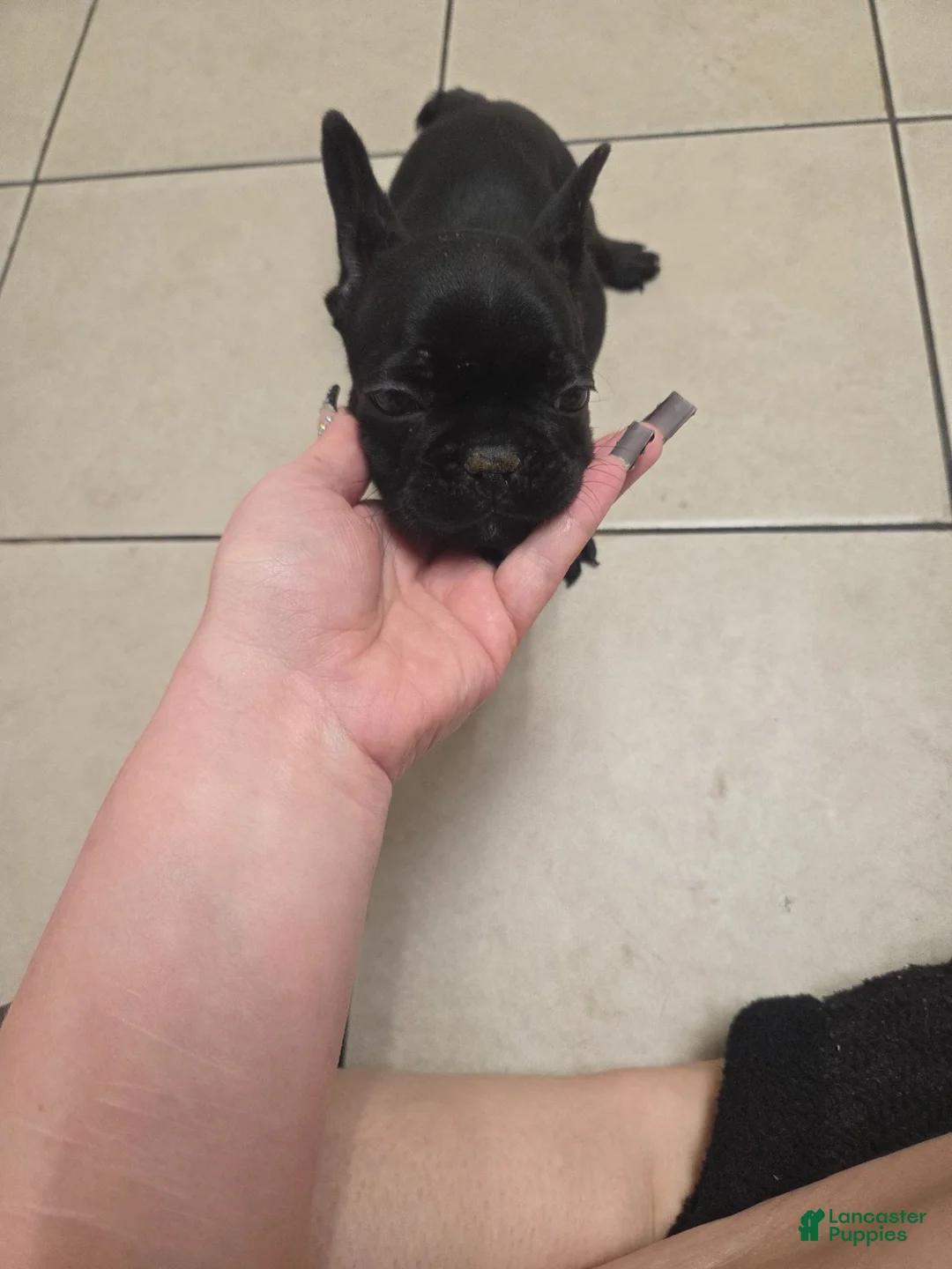 French Bulldog dogs for sale: French Bulldog 2 - Ad 1