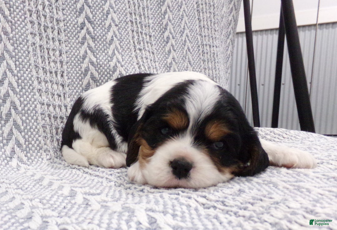 Cavalier King Charles Spaniel dogs for sale: Cavalier King Charles Spaniel Puppy 1 - Ad 1