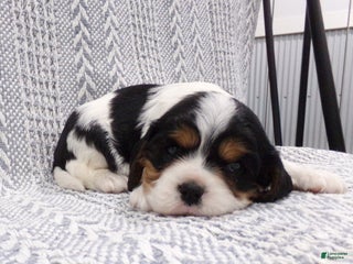 Cavalier King Charles Spaniel dogs for sale: Cavalier King Charles Spaniel Puppy 1 - Ad 3