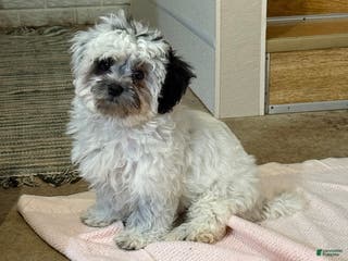 Teddy Bear dogs Oreo - Ad 18