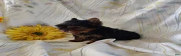 Yorkshire Terrier dogs for sale: Sunshine - Ad 2