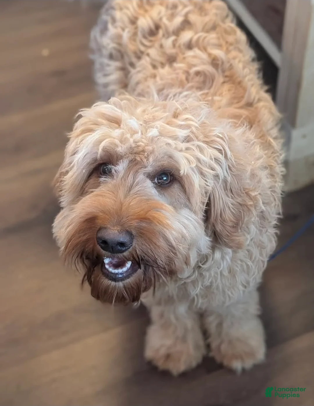 Mini Goldendoodle dogs for sale: Molly - Ad 4