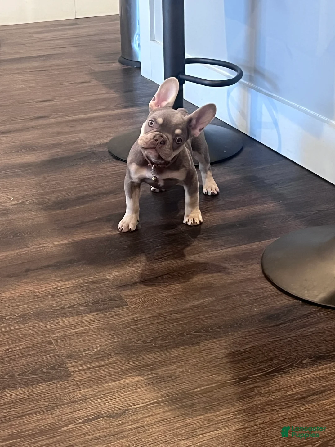 French Bulldog dogs for sale: French Bulldog Puppy 1 /Forest  - Ad 2