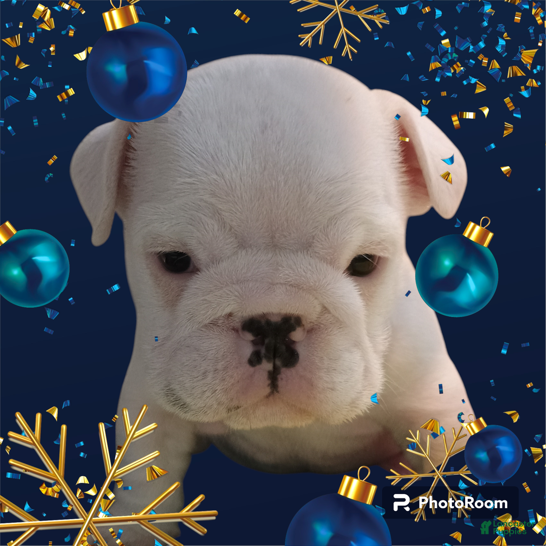 English Bulldog dogs for sale: Eli - Ad 7