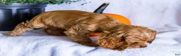 Cocker Spaniel dogs for sale: Lory - Ad 3