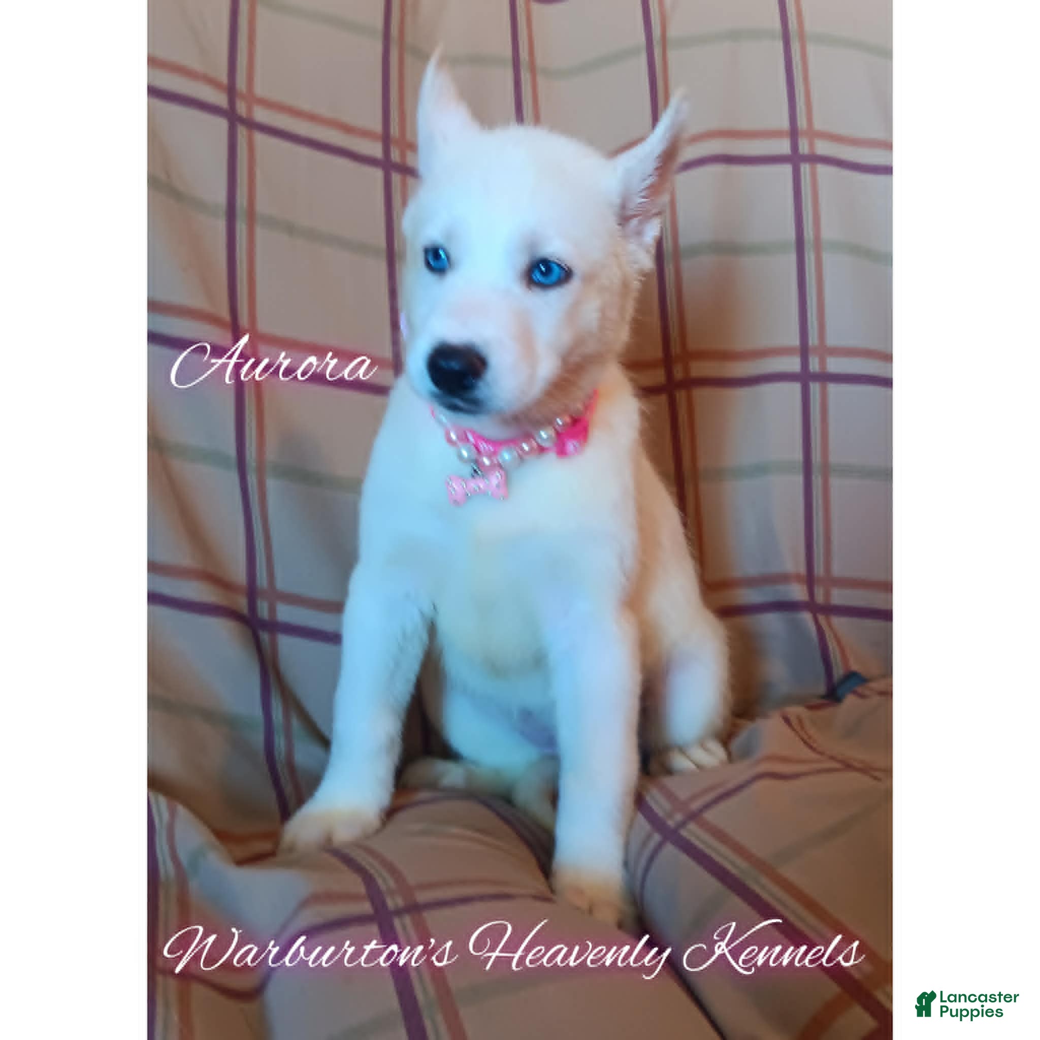 Siberian Husky dogs Siberian Husky Puppy 1 - Ad 17