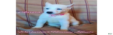 Siberian Husky Puppy 1