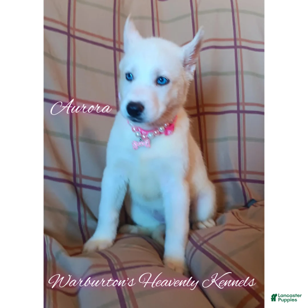 Siberian Husky dogs for sale: Siberian Husky Puppy 1 - Ad 1