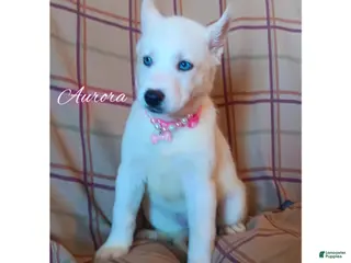 Siberian Husky dogs Siberian Husky Puppy 1 - Ad 17