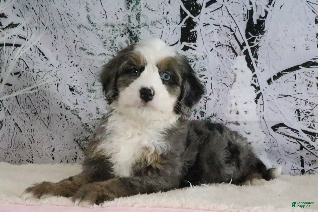 Mini Bernedoodle dogs Rudolph - Ad 35