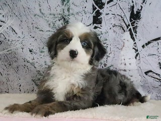 Mini Bernedoodle dogs Rudolph - Ad 35