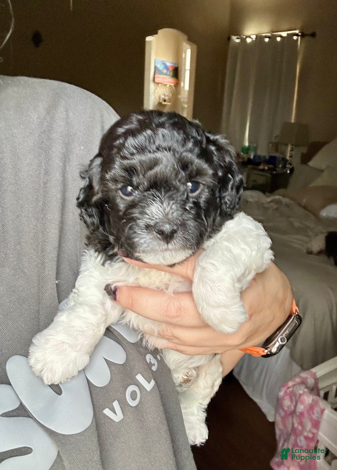 Bichpoo dogs for sale: Tilly - Ad 2