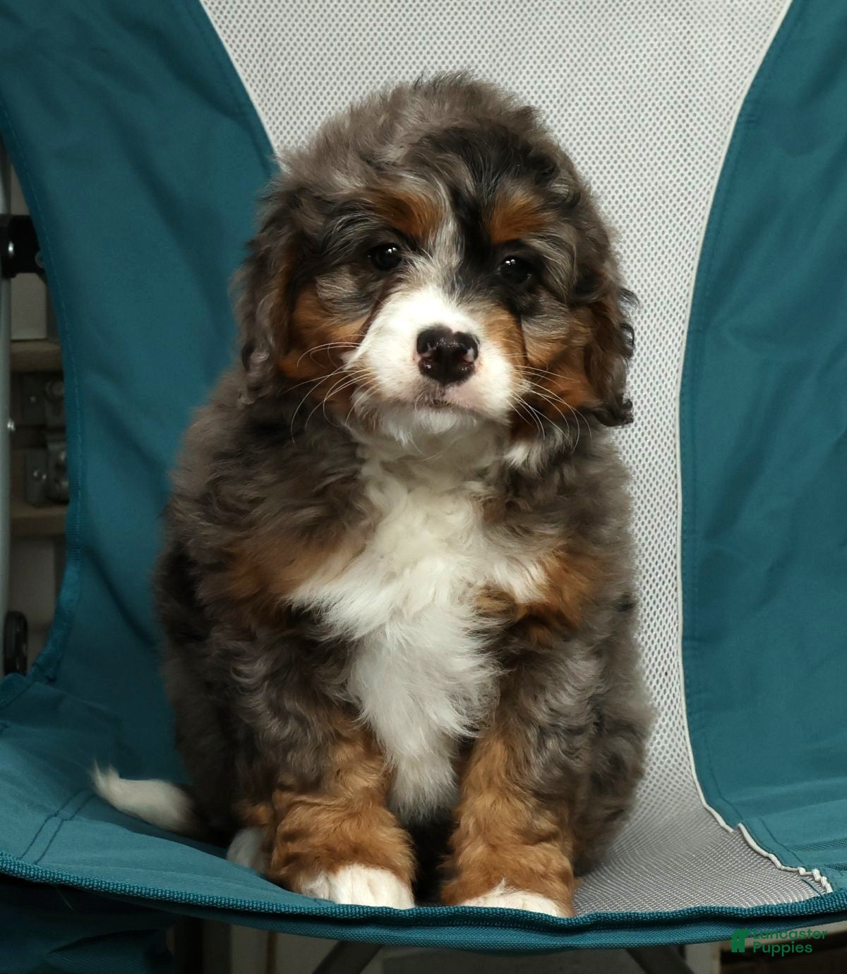 Mini Bernedoodle dogs Lexie - Ad 2