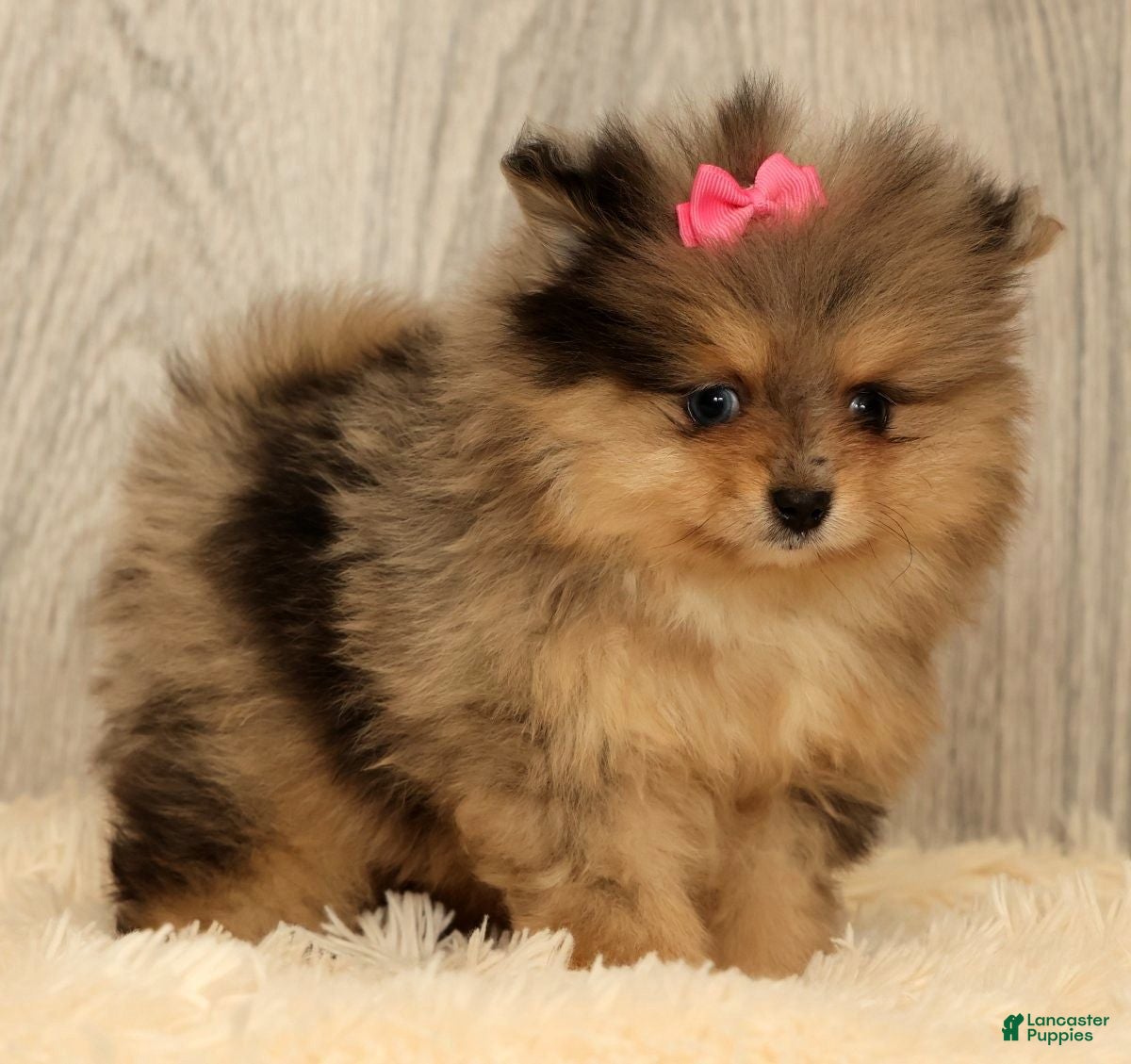 Pomeranian dogs for sale: Rose - Ad 5