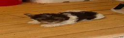 Biewer Terrier dogs for sale: Biewer Terrier Puppy 1 - Ad 6