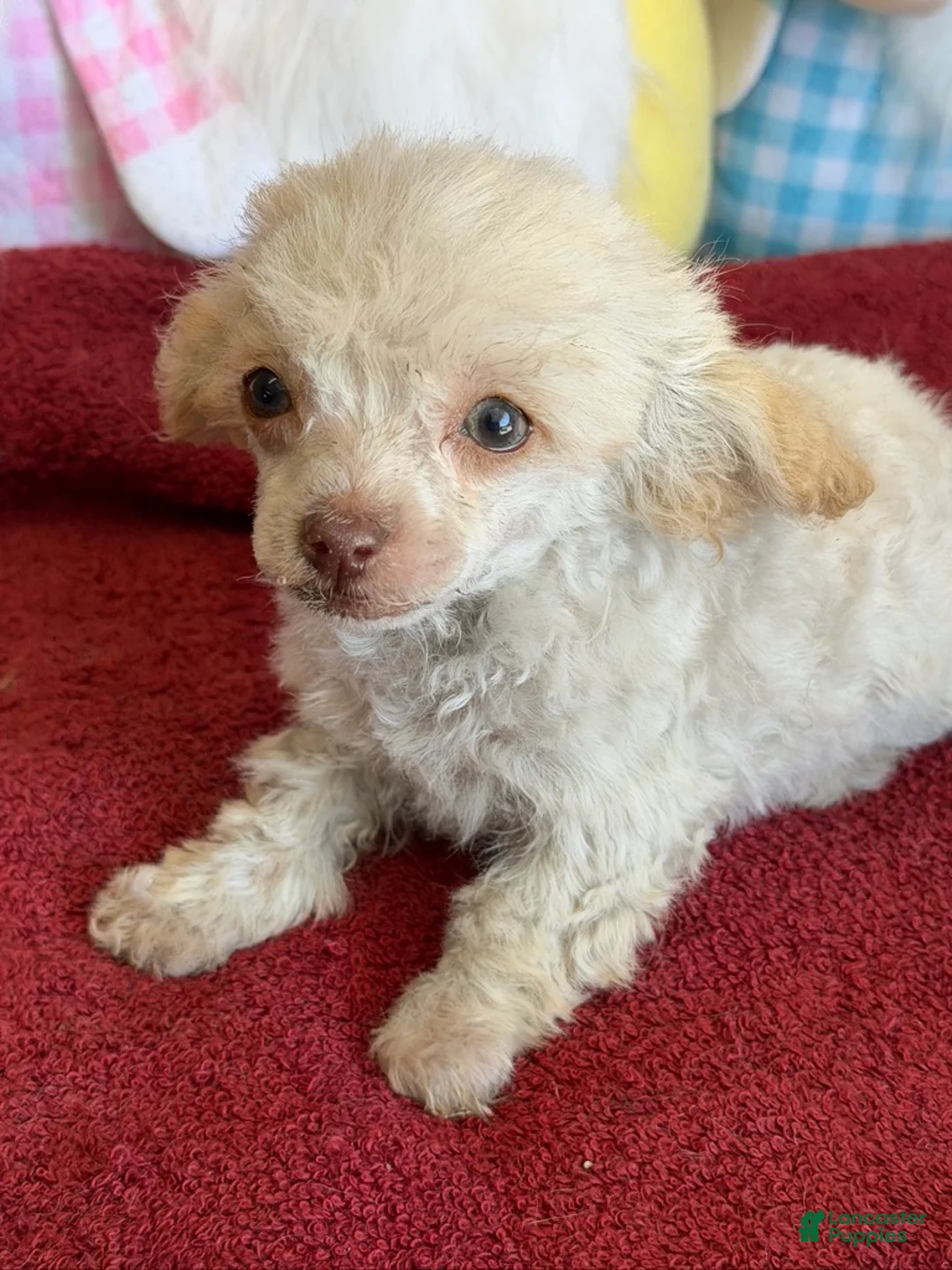 Toy Poodle dogs for sale: Tiny - Ad 3
