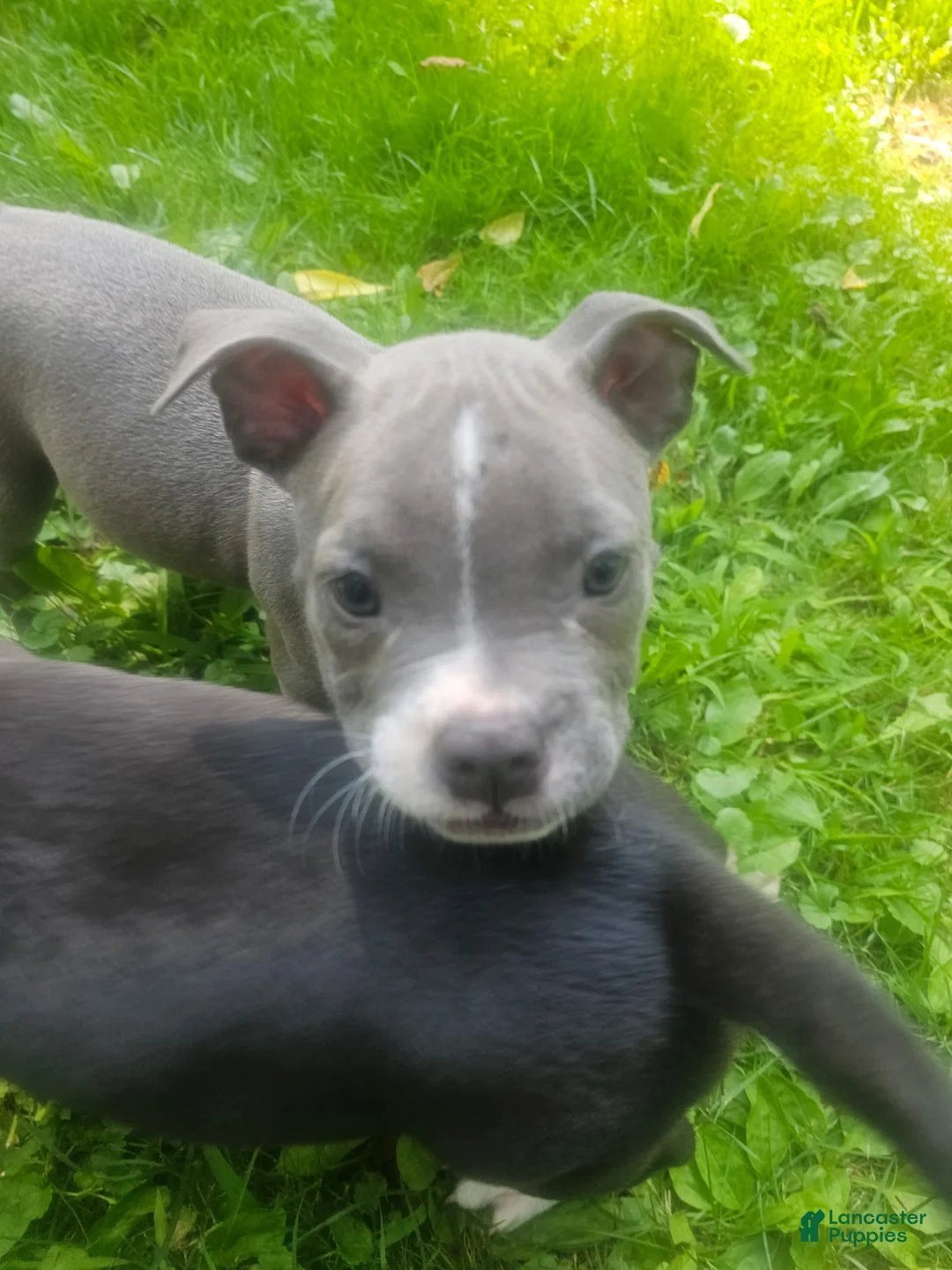 American Pit Bull Terrier dogs for sale: Zoey - Ad 2