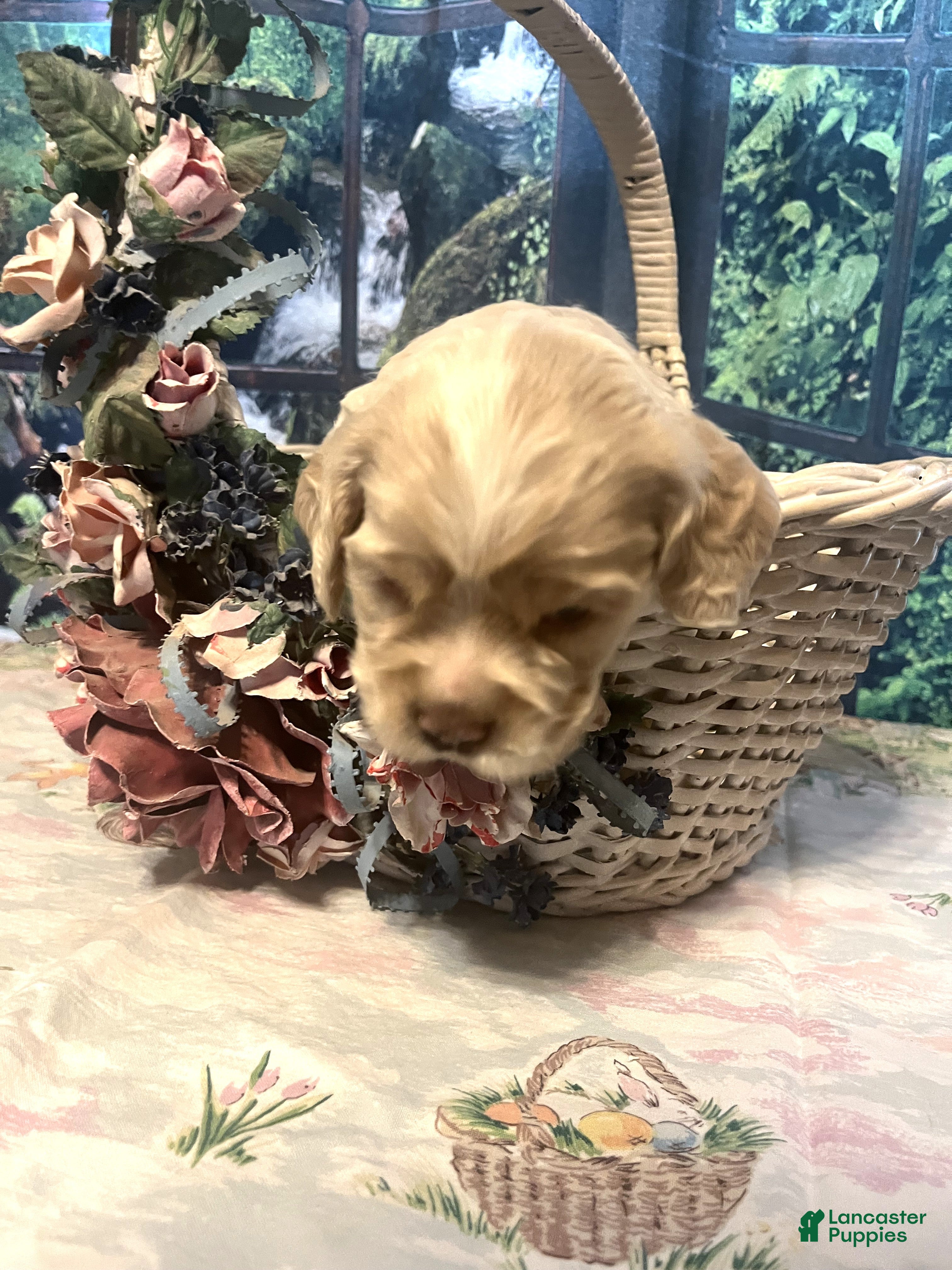 Cocker Spaniel dogs Cocker Spaniel Puppy 2 Laz - Ad 2