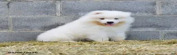 Samoyed dogs for sale: North - Ad 2