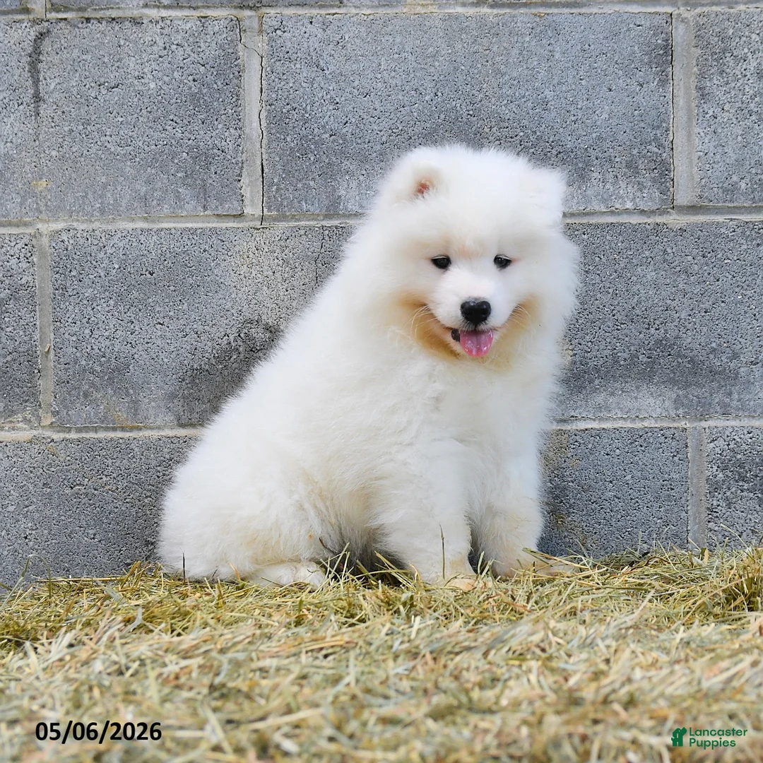 Samoyed dogs for sale: North - Ad 2